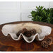 Uttermost Clam Shell Bowl 19800