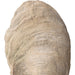 Uttermost Oyster Shell Sculptures, S/2 17523