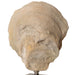 Uttermost Oyster Shell Sculptures, S/2 17523