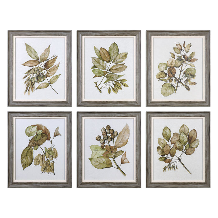 Uttermost Seedlings Framed Prints S/6 33643