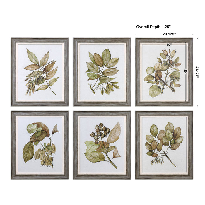 Uttermost Seedlings Framed Prints S/6 33643