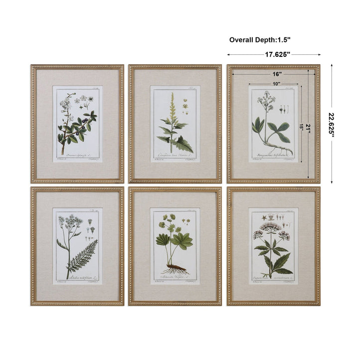 Uttermost Green Floral Botanical Study Prints S/6 33651