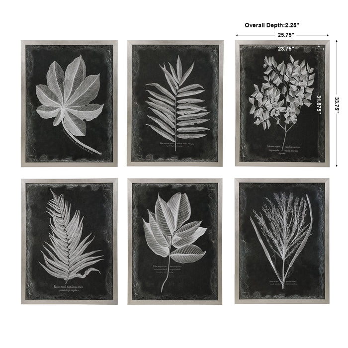 Uttermost Foliage Framed Prints, S/6 33671