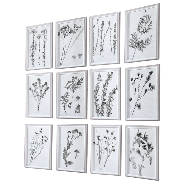 Uttermost Contemporary Botanicals Framed Prints, S/12 33713