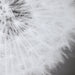 Uttermost Dandelion Seedhead Framed Print 33711