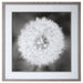 Uttermost Dandelion Seedhead Framed Print 33711