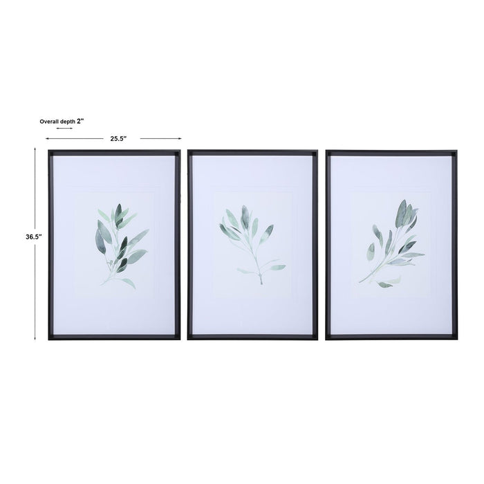 Uttermost Simple Sage Watercolor Prints, S/3 33723