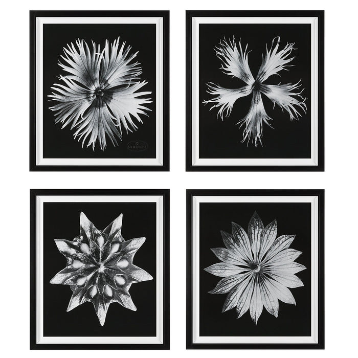 Uttermost Contemporary Floret Framed Prints, S/4 41427