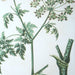 Uttermost Antique Botanicals Framed Prints, S/9 41466