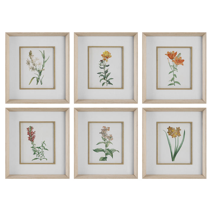 Uttermost Classic Botanicals Framed Prints Set/6 32284