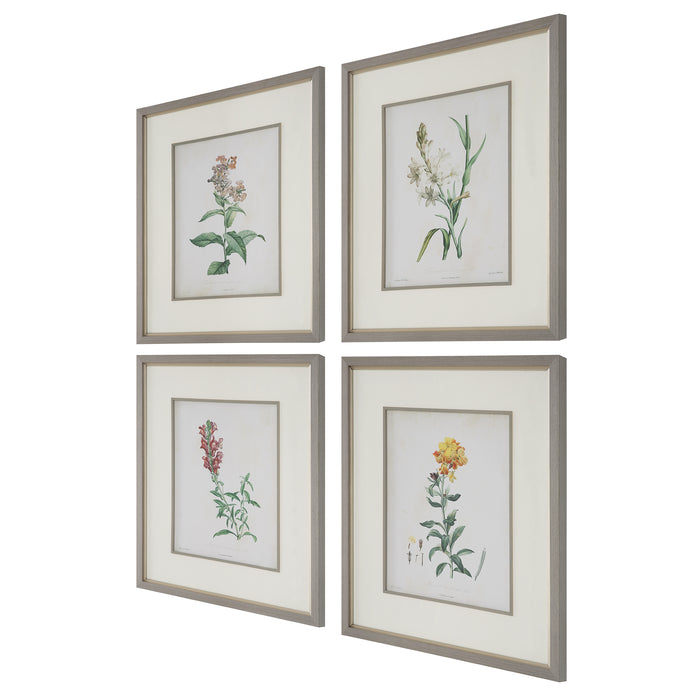 Uttermost Heirloom Blooms Study Framed Prints Set/4 32285