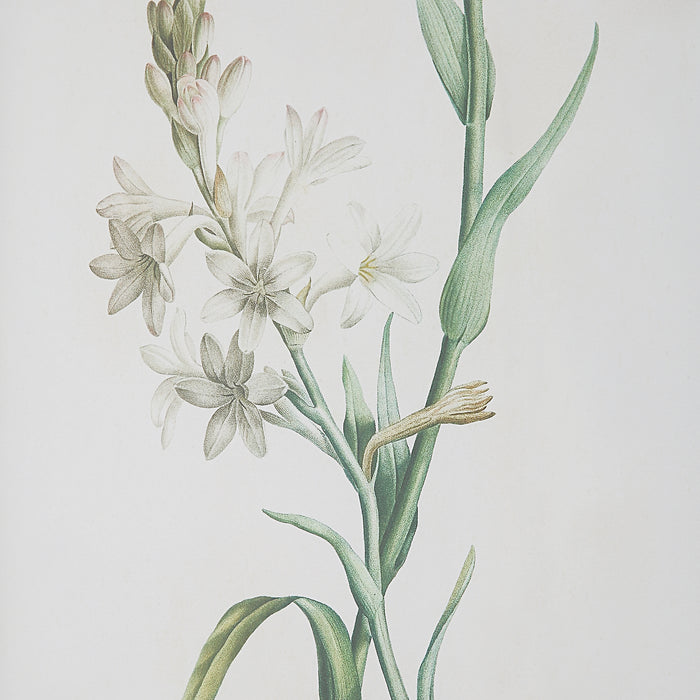 Uttermost Heirloom Blooms Study Framed Prints Set/4 32285