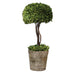 Uttermost Tree Topiary Preserved Boxwood 60095
