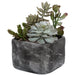 Uttermost Alverio Desert Garden Succulents 60173
