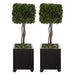 Uttermost Preserved Boxwood Square Topiaries, S/2 60187