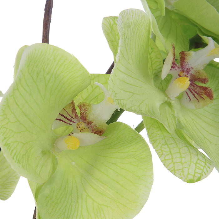 Uttermost Valdive Orchid 60199