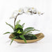 Uttermost Transcend Orchid Centerpiece 60207