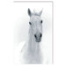 Bellini Modern Living Acrylic portrait of a white horse 60 x 40 187042007-40