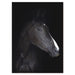 Bellini Modern Living Acrylic headshot portrait of a black horse 60 x 40 242971957-40