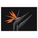 Bellini Modern Living Acrylic picture of Birds of paradise flowers isolated on a black background 264624200