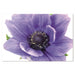 Bellini Modern Living Acrylic Flowering plant of anemone isolated on a white background 301147895