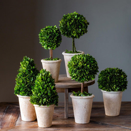 Park Hill Collection Garden Floral Collection of Boxwood Topiaries, Set of 6, Assorted Sizes EBD80076