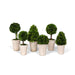 Park Hill Collection Garden Floral Collection of Boxwood Topiaries, Set of 6, Assorted Sizes EBD80076