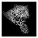 Bellini Modern Living Black and White Leopard Portrait JDN-6134A