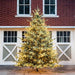 Park Hill Collection Tree Lot 12' Park Hill Blue Spruce Christmas Pine Tree LED Lights XPQ82167