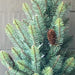 Park Hill Collection Tree Lot 12' Slim Blue Spruce Tree with LED Lights XPQ90688
