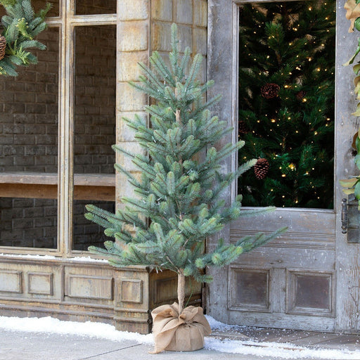 Park Hill Collection Tree Lot 60" Burlap Wrapped Blue Spruce Pine Tree Seedling with LED Battery Lights XPQ90689