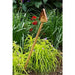 A & L Furniture Blue Mountain Lil Sapling Decorative Birdhouse