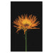 Bellini Modern Living Acrylic picture of yellow Orchid flower side view 60 x 40 333630994-40